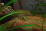 hillstream loach1