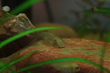 hillstream loach1