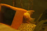 female albino longfin bristlenose