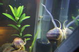 purple striped apple snail(pomacea bridssii)