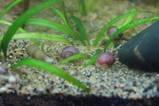 baby purple striped apple snails