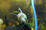 Ivory apple snail