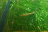 lowgrade green shrimp,and red cherry in the background