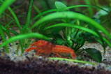 Mini Mexican Orange Crayfish