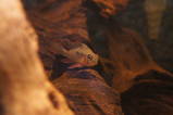 Bolivian red ram