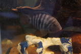 Convict cichlid