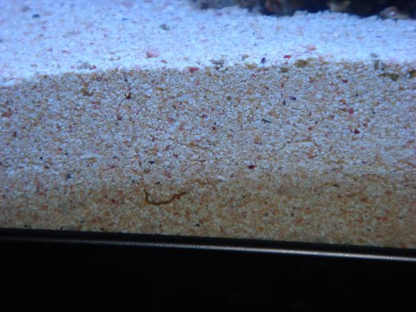 Worm in sand