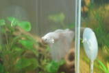 white crowntail betta