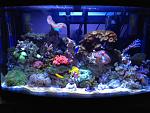 55G reef tank