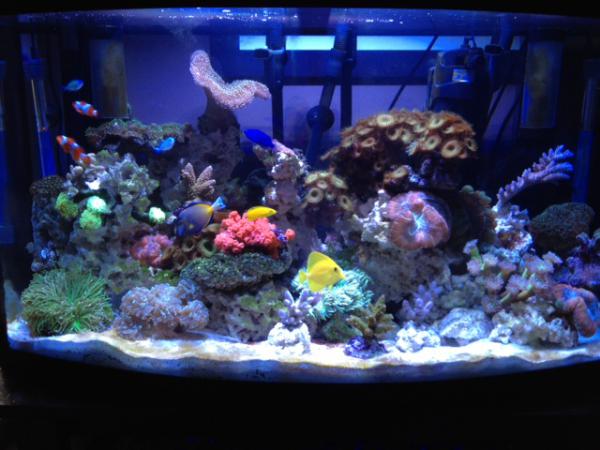 Tank view