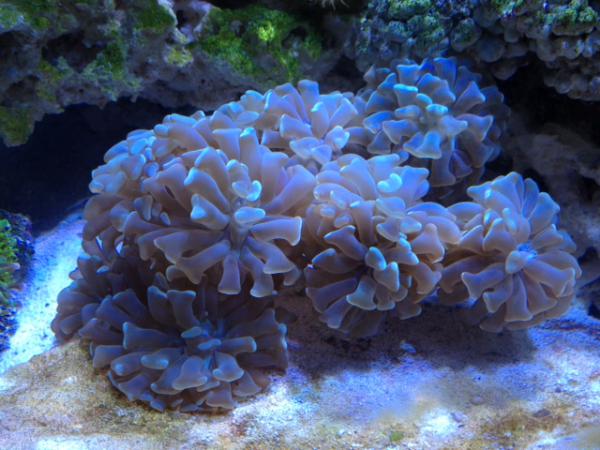 Hammer coral