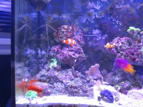IMG 0648

My new babies. One new clown and back right a pj cardinal