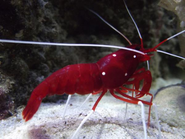 a full size shrimp