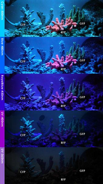 acropora