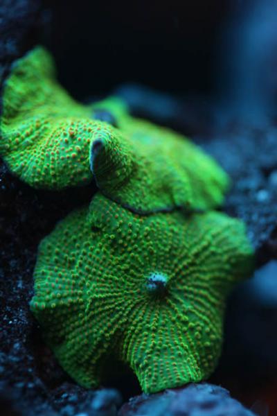 Rainbow mushroom under Royal blue and True Violet.  Shot with manual white balance