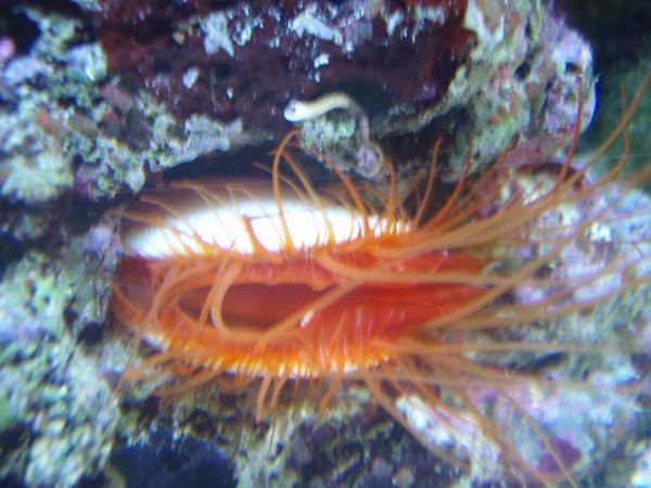 flame scallop