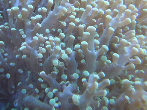 frog spawn