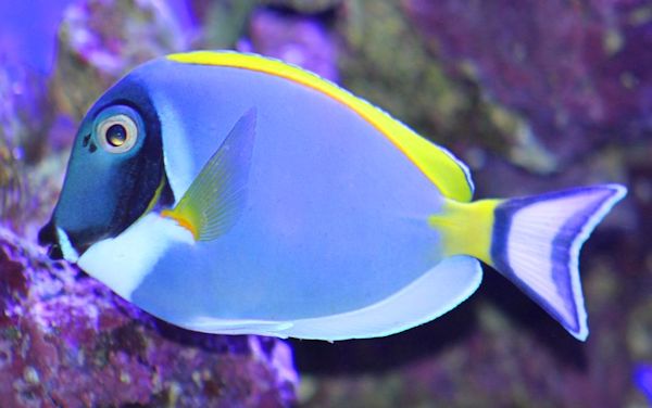 Powder Blue Tang