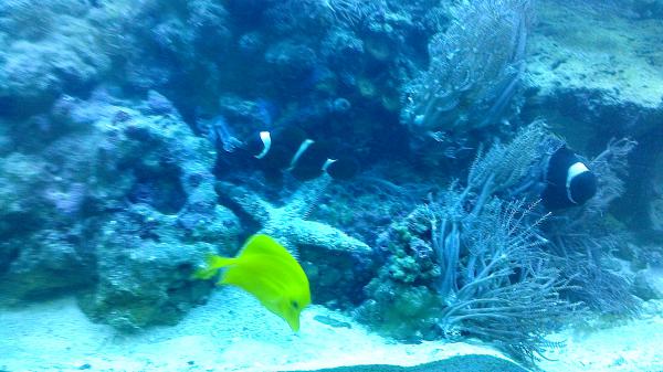 yellow tang, maroon clown and sand sifting star.