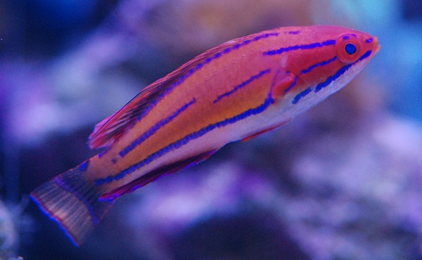 McCosker's Flasher Wrasse