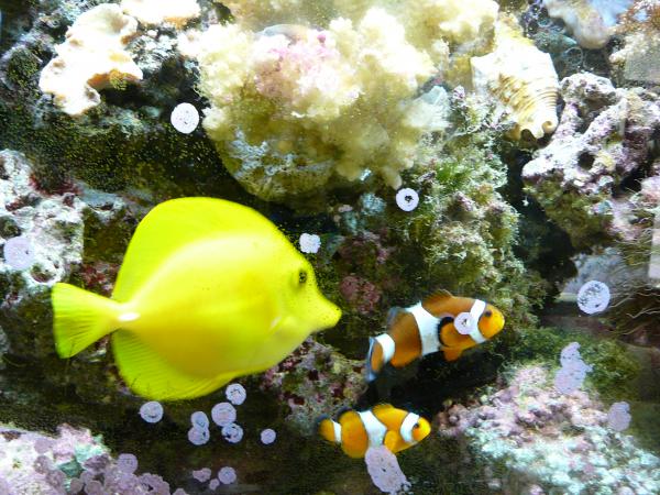 I love yellow tangs they clean up the algea!
well not all of it in this pic but they do eat alot of algea