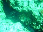 Dive Cozomel 186 huge crab