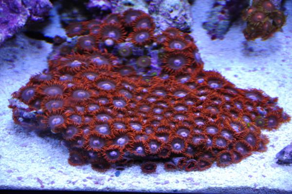 Zoas