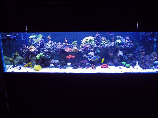 fish tank 1