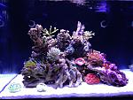 30 Gal Reef