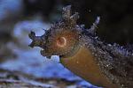 Sea Hare