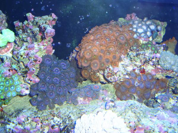 zoanthids 003