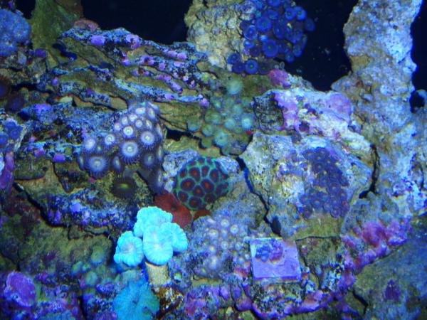 zoanthids 004