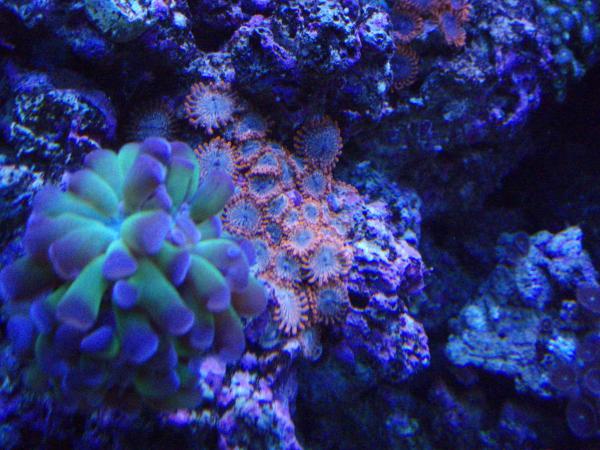 zoanthids 011