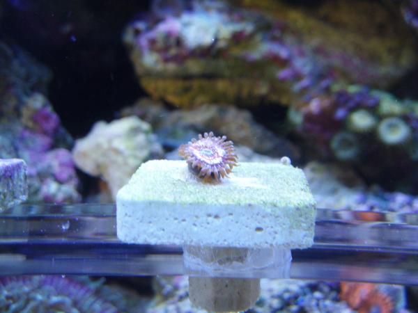 zoanthids 032