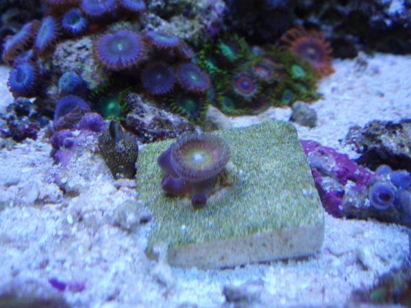 zoanthids 017