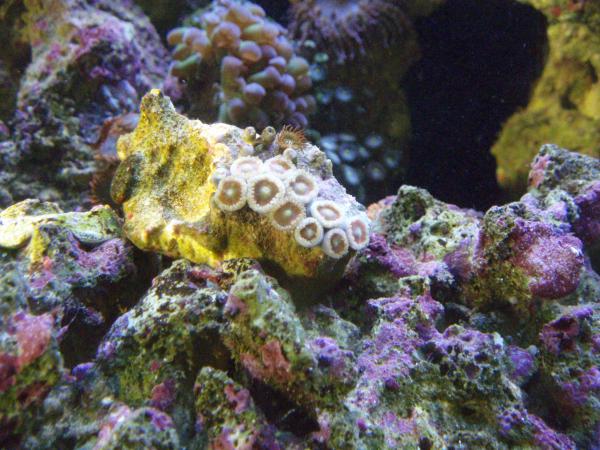 zoanthids 034