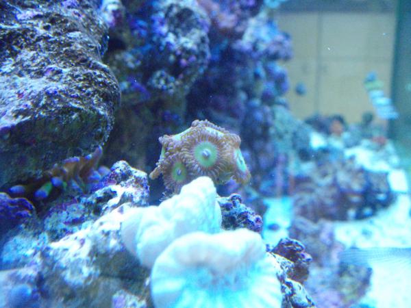 zoanthids 031