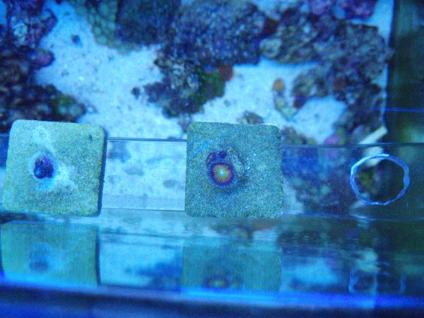 zoanthids 018