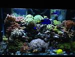 My Reef