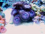 zoanthids 006