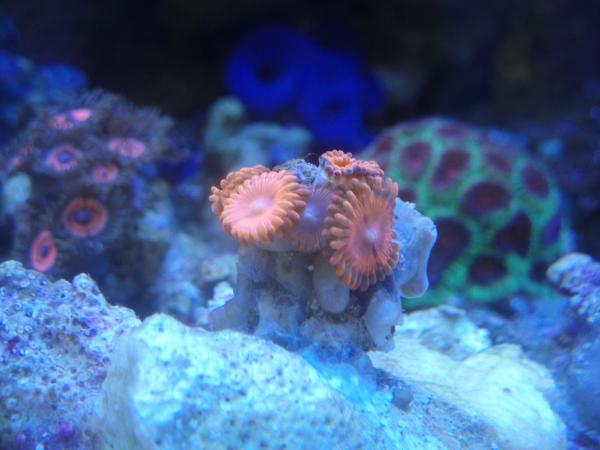 zoanthids 012