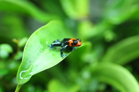 097
Ranitomeya benedicta