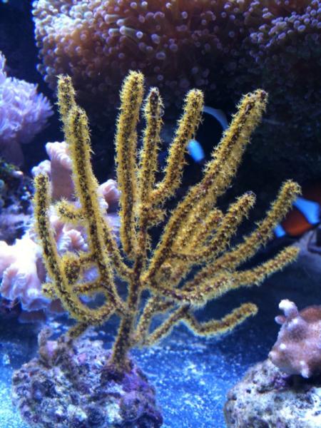 Yellow gorgonian