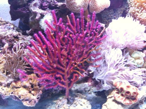 Purple gorgonian