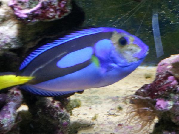 Dory