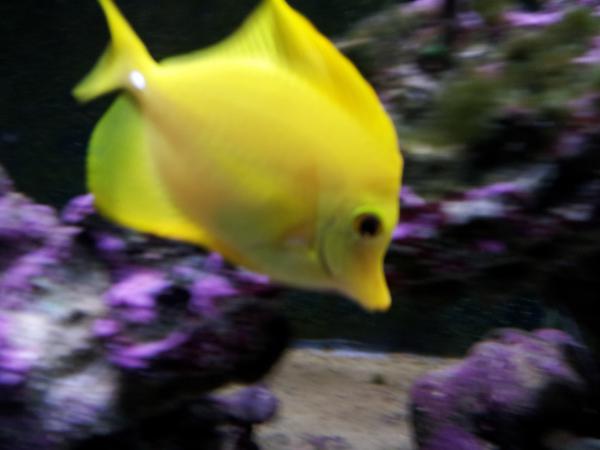 Yellow Tang