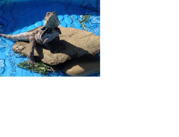 Oscar 
Hanging outside in the sun with his turtle buddies