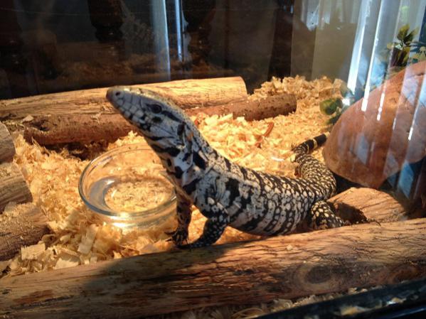 Dot the Tegu
She loves attention, I think it has to do with the worm treats afterwards!