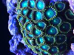 Zoanthids