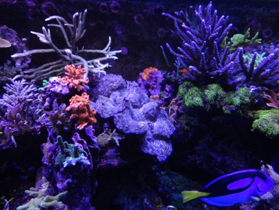 Full SPS and LPS Reef
Love to trade frags